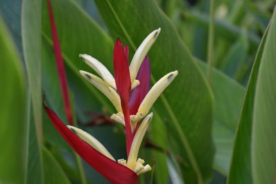 Close-up of red flowering plant