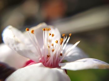 Close-up of white flowering plant