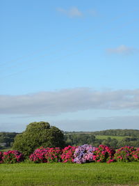 Scenic view of flowering plants on field against sky