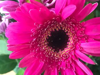 Close-up of pink flower blooming outdoors