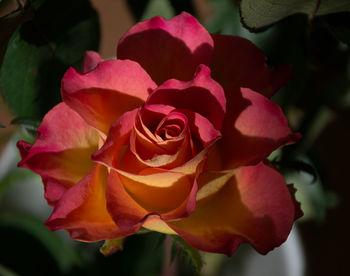 Close-up of rose plant