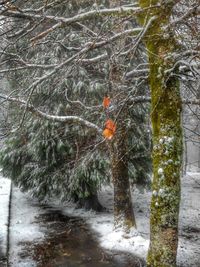 Trees growing in the dark
