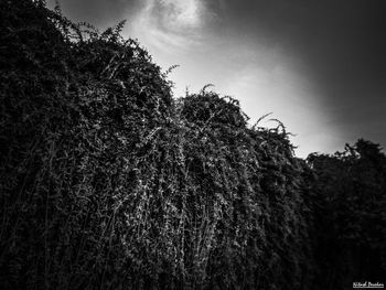 Low angle view of trees against sky