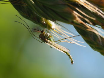 Close-up of insect on plant