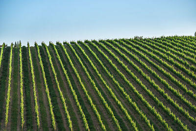 Scenic view of vineyard against sky