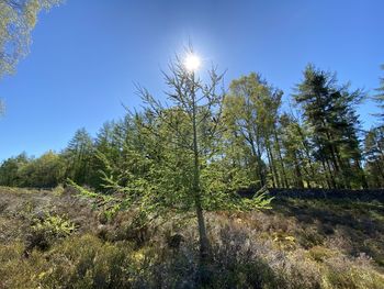 Low angle view of trees in forest against sky