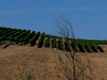 Low angle view of trees against clear sky