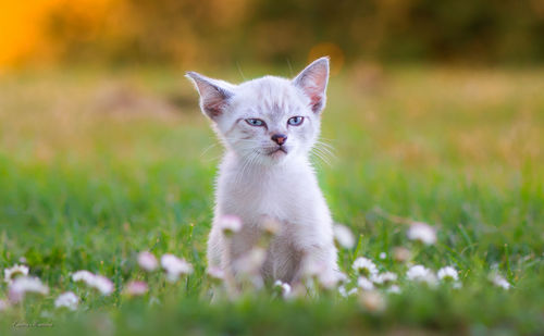 Portrait of cat on grass