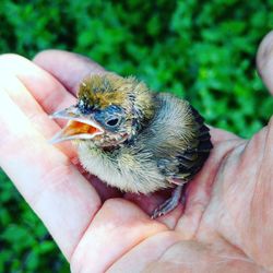 Close-up of a hand holding a bird