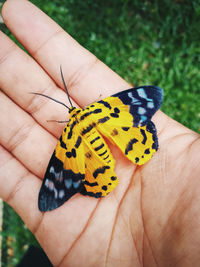 Close-up of butterfly on hand