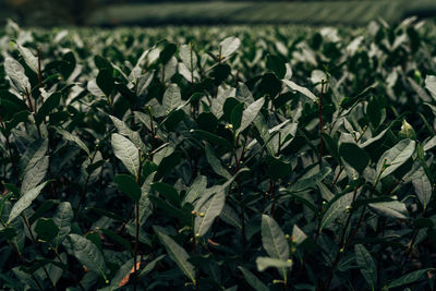 Close-up of plants growing on field