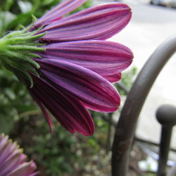 Close-up of pink flower