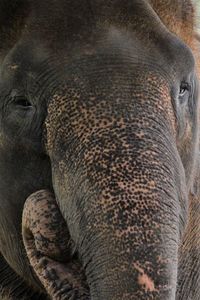 Close-up of elephant