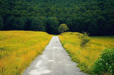 Road amidst trees in forest