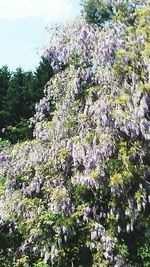 Low angle view of flowers blooming on tree