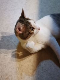 High angle view of cat relaxing on floor