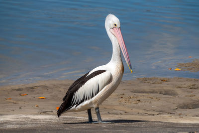 Australian pelican pelecanus conspicillatus standing on the ocean shore in queensland, australia