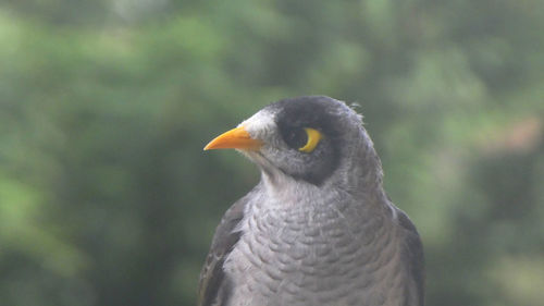 Close-up of a bird