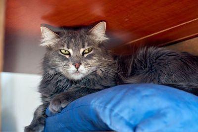 Portrait of cat resting on sofa