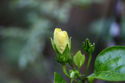 Close-up of raindrops on plant