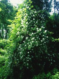 Trees in forest