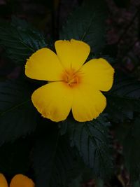 Close-up of yellow flower blooming outdoors