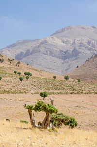 Scenic view of desert against clear sky