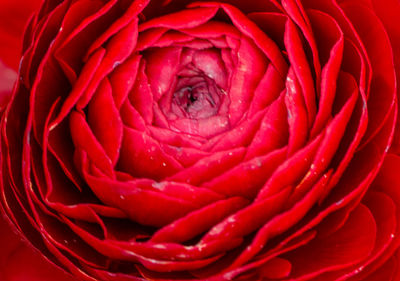 Full frame shot of red rose