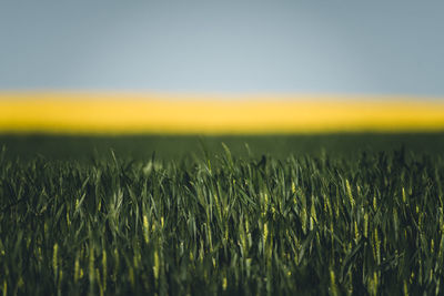 Crops growing on field against sky