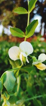 Close-up of white flowering plant