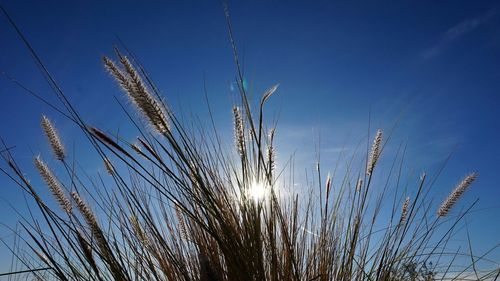 Low angle view of plants against blue sky