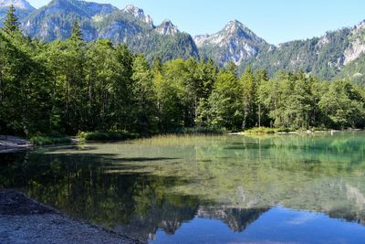 Scenic view of lake by trees in forest