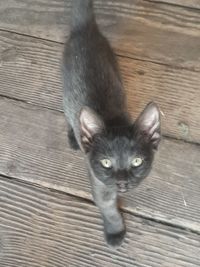 High angle portrait of cat on hardwood floor