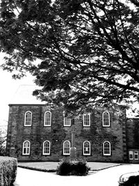 Low angle view of tree and building against sky