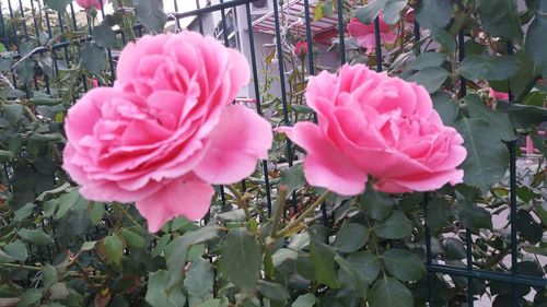 Close-up of pink rose