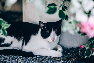 Close-up of cat resting