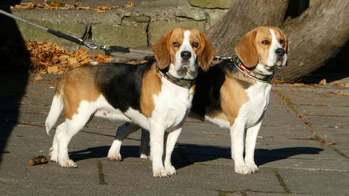 Two beagle dogs. one looking at camera.