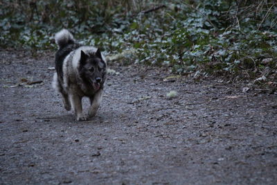 Portrait of dog walking outdoors