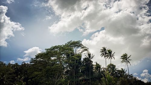 Low angle view of palm trees against sky