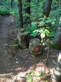 View of trees in forest