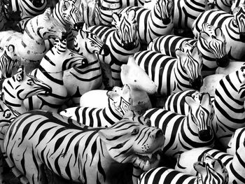 Full frame shot of zebra