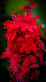 Close-up of red flowering plant