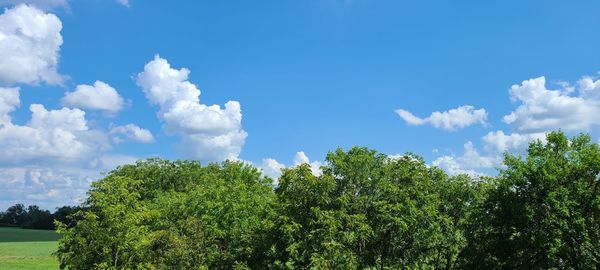 Low angle view of trees against sky