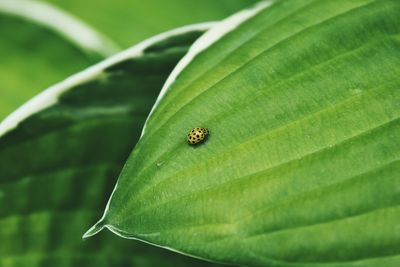 Close-up of insect on leaf