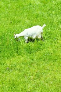 Dog on grass