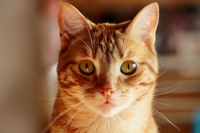 Close-up portrait of cat