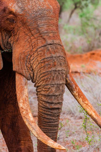 Close-up of elephant