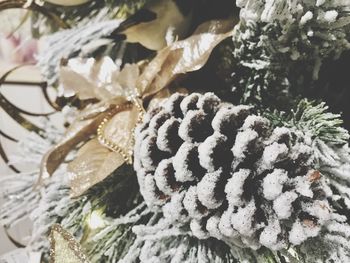 Close-up of snow on tree