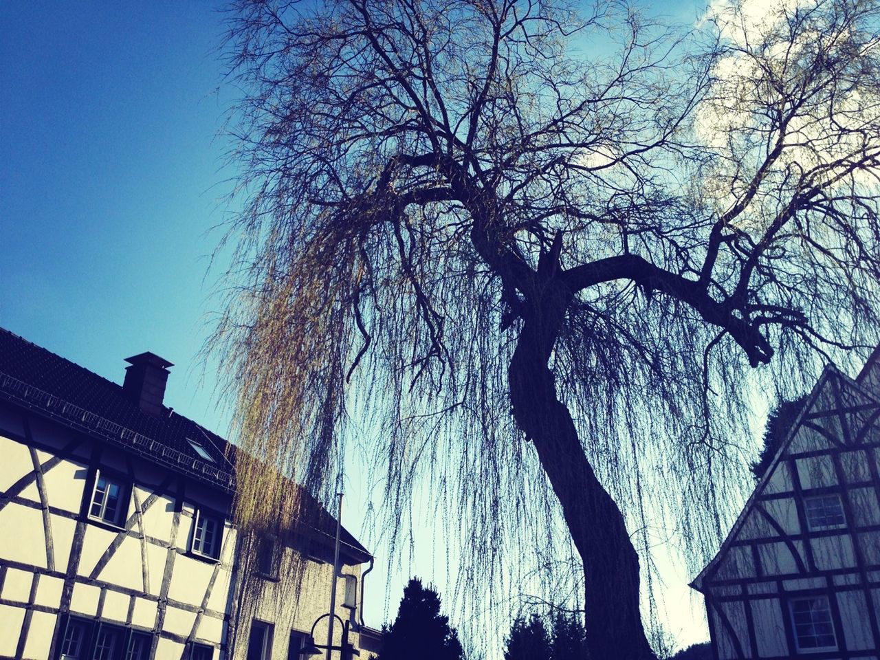 low angle view, building exterior, architecture, built structure, bare tree, tree, clear sky, blue, branch, building, window, sky, city, residential building, day, outdoors, residential structure, no people, sunlight, house