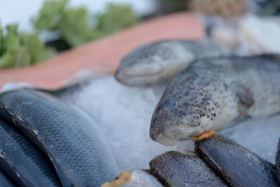 Close-up of fish for sale